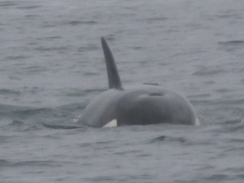 Killer whales tend to live in cold water, like this killer whale in Alaska