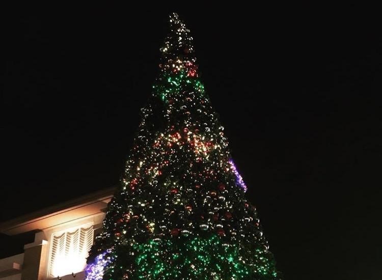 This eye-catching tree stands over 30 ft tall, a mesmerizing and colorful display that cant be looked over.