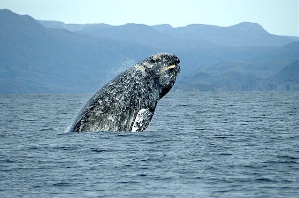 Gray whales are easily distinguished from other whales by their dorsal hump and spots of gray and white skin.