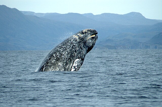 Gray+whales+are+easily+distinguished+from+other+whales+by+their+dorsal+hump+and+spots+of+gray+and+white+skin.
