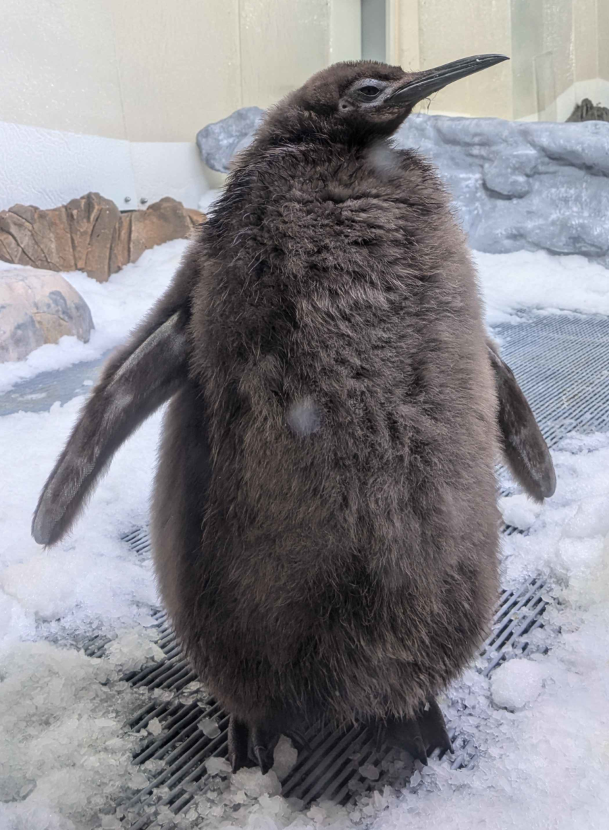 Pesto the penguin’s fluffy brown feathers allows for people to create simple yet fun Halloween costumes. 