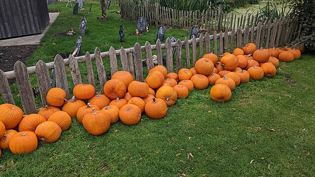 At Bengston’s, families get to pick out their own pumpkins!