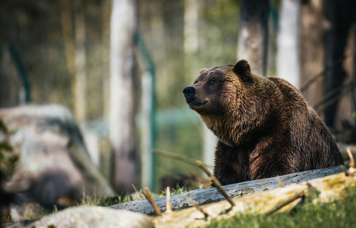 Photo that reflects Bears fans after the win on Sunday, Oct. 13 against the Jaguars.