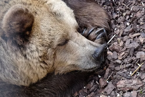 Photo that reflects Bears fans after the loss on Sunday, Oct. 27 against the Commanders.