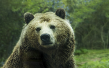 Photo that reflects Bears fans after the loss on Sunday, Nov. 3 against the Cardinals.