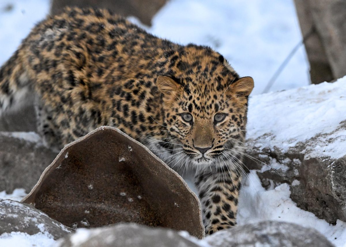 Rare leopard cub Lacy roams her exhibit at Brookfield Zoo Chicago.
